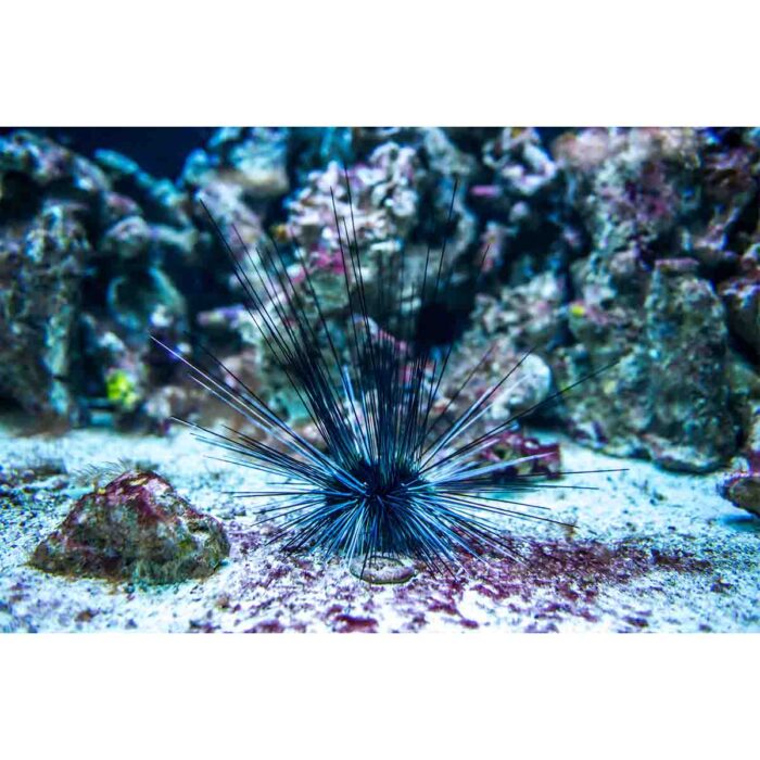 Sea Urchin Lurking will make a perfect background for any fresh or salt water tank or aquarium as well as dry terrariums.