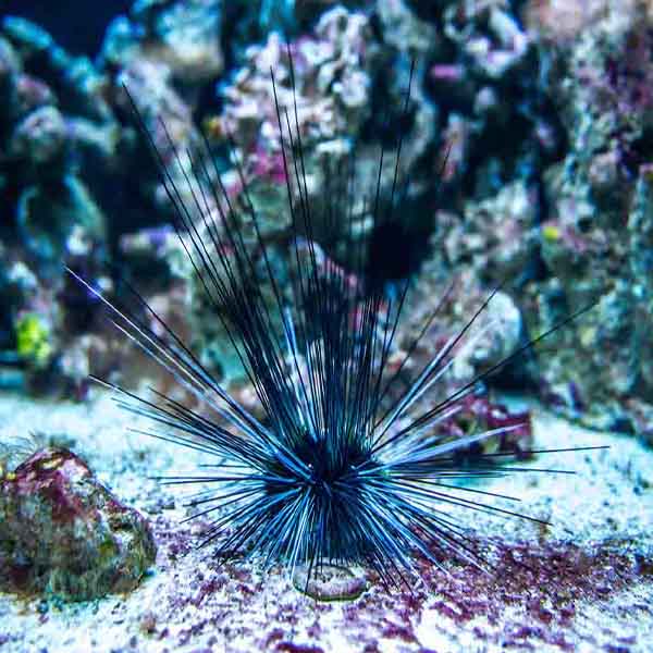 Sea Urchin Lurking will make a perfect background for any fresh or salt water tank or aquarium as well as dry terrariums.