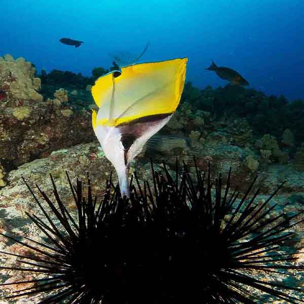 Sea Urchin Seascape will make a perfect background for any fresh or salt water tank or aquarium as well as dry terrariums.