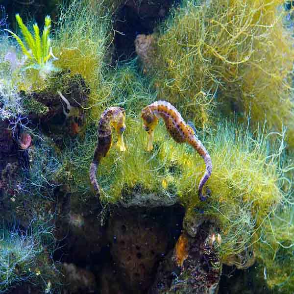 Seahorse Coral Seaweed will make a perfect background for any fresh or salt water tank or aquarium as well as dry terrariums.