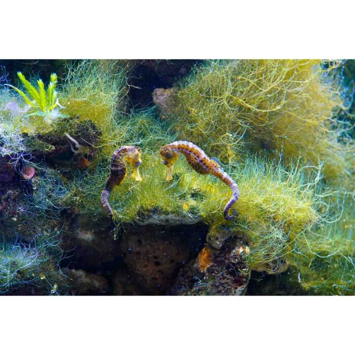 Seahorse Coral Seaweed will make a perfect background for any fresh or salt water tank or aquarium as well as dry terrariums.