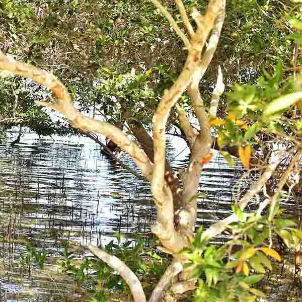 Seaside Mangrove Vegetation will make a perfect background for any fresh or salt water tank or aquarium as well as dry terrariums.