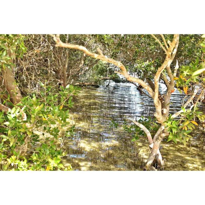 Seaside Mangrove Vegetation will make a perfect background for any fresh or salt water tank or aquarium as well as dry terrariums.