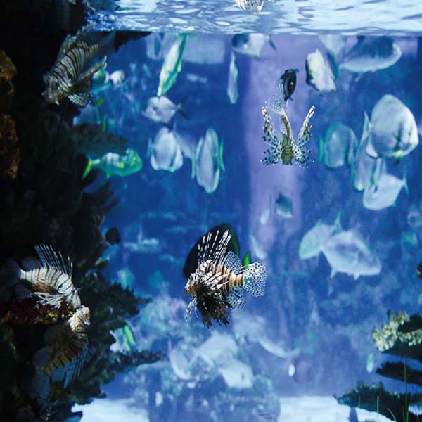 Shallow Exotic Fish will make a perfect background for any fresh or salt water tank or aquarium as well as dry terrariums.