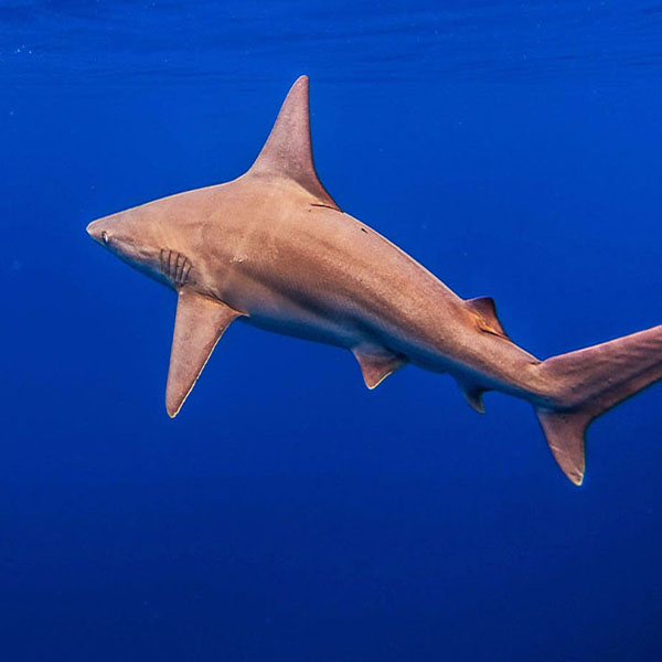 Shark Traveling Away will make a perfect background for any fresh or salt water tank or aquarium as well as dry terrariums.