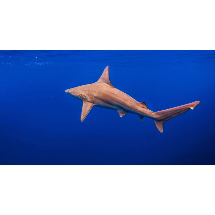 Shark Traveling Away will make a perfect background for any fresh or salt water tank or aquarium as well as dry terrariums.