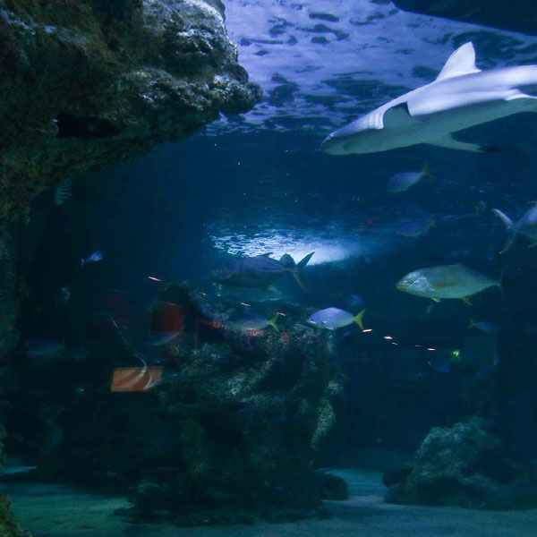 Sharks and Fish will make a perfect background for any fresh or salt water tank or aquarium as well as dry terrariums.