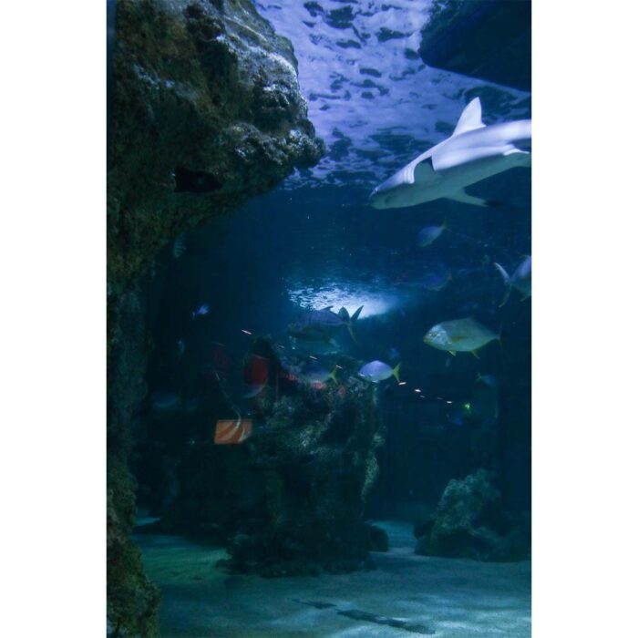 Sharks and Fish will make a perfect background for any fresh or salt water tank or aquarium as well as dry terrariums.