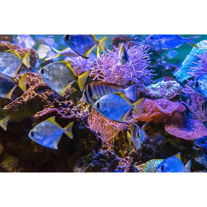 Silver Moonyfish Coral will make a perfect background for any fresh or salt water tank or aquarium as well as dry terrariums.