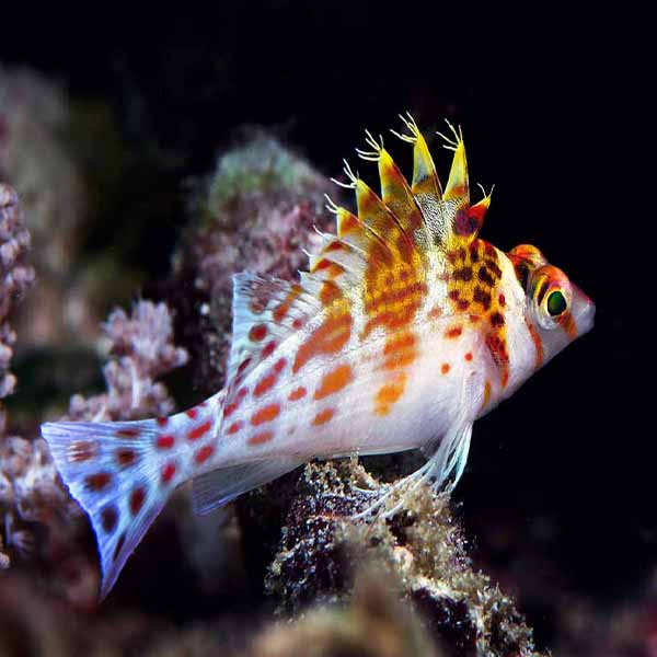 Small Spiked Fish will make a perfect background for any fresh or salt water tank or aquarium as well as dry terrariums.