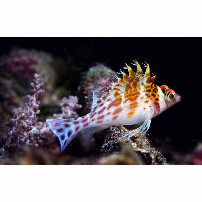 Small Spiked Fish will make a perfect background for any fresh or salt water tank or aquarium as well as dry terrariums.