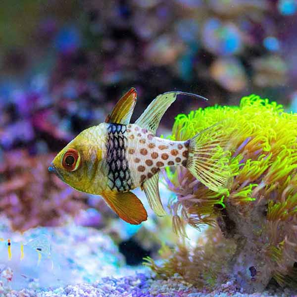 Small Tropical Fish will make a perfect background for any fresh or salt water tank or aquarium as well as dry terrariums.