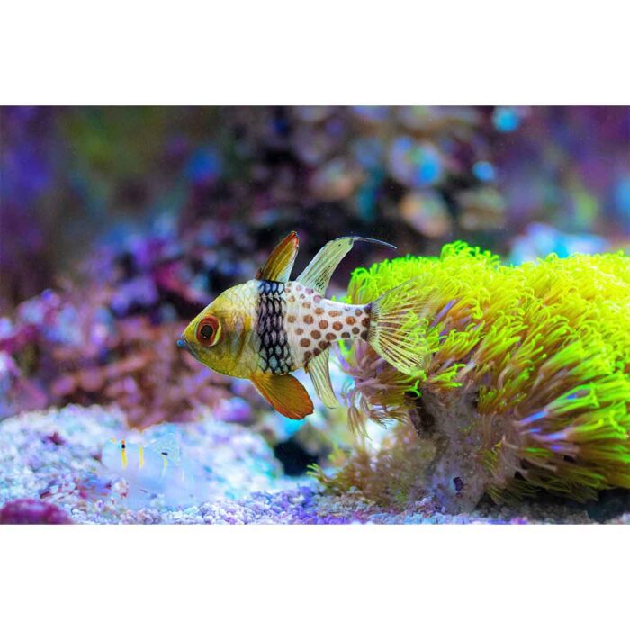 Small Tropical Fish will make a perfect background for any fresh or salt water tank or aquarium as well as dry terrariums.