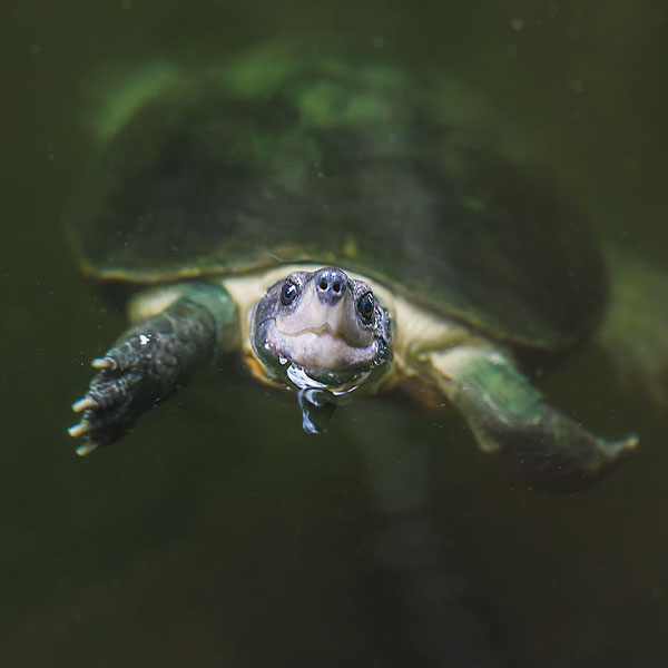 Snapping Turtle Surfacing will make a perfect background for any fresh or salt water tank or aquarium as well as dry terrariums.