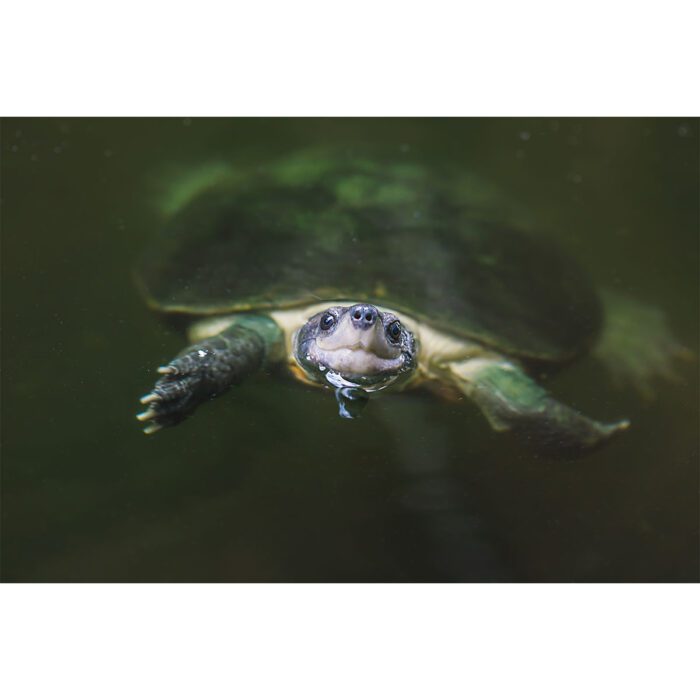 Snapping Turtle Surfacing will make a perfect background for any fresh or salt water tank or aquarium as well as dry terrariums.