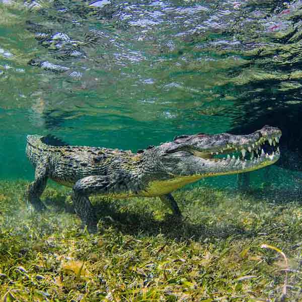 Sneaky Saltwater Crocodile will make a perfect background for any fresh or salt water tank or aquarium as well as dry terrariums.