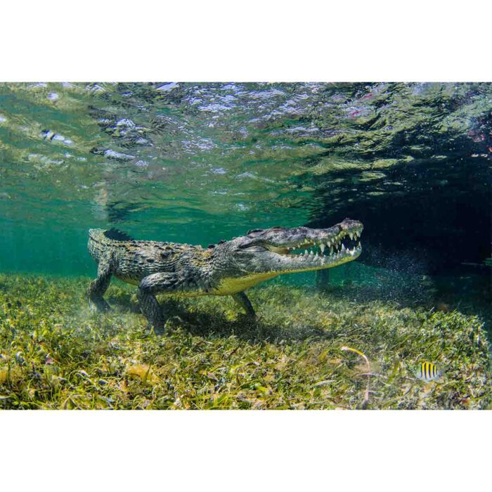 Sneaky Saltwater Crocodile will make a perfect background for any fresh or salt water tank or aquarium as well as dry terrariums.