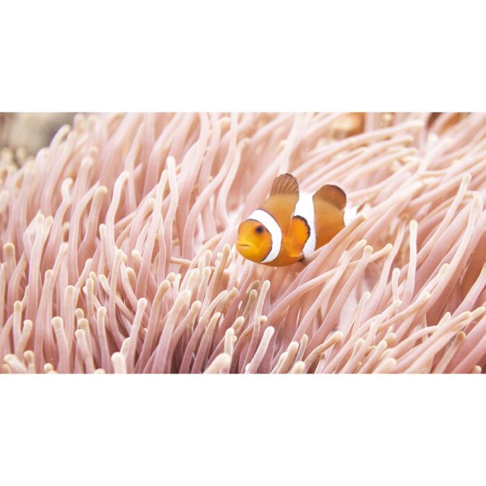 Soft Coral Clown will make a perfect background for any fresh or salt water tank or aquarium as well as dry terrariums.