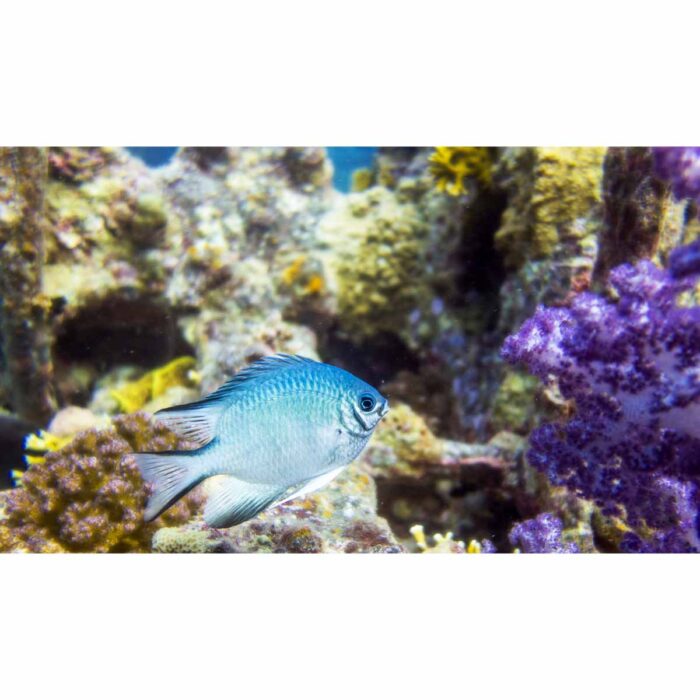 Solo Coral Fish will make a perfect background for any fresh or salt water tank or aquarium as well as dry terrariums.