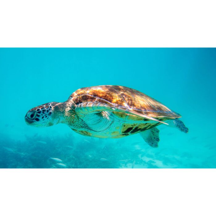 Solo Sea Turtle will make a perfect background for any fresh or salt water tank or aquarium as well as dry terrariums.