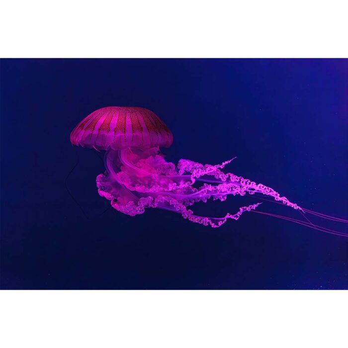 South American Jellyfish will make a perfect background for any fresh or salt water tank or aquarium as well as dry terrariums.