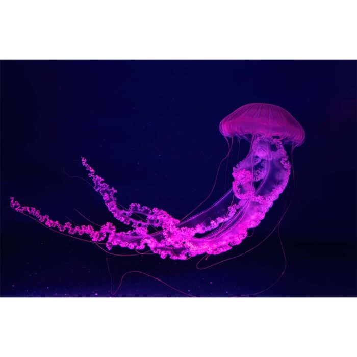 South American Jellyfish II will make a perfect background for any fresh or salt water tank or aquarium as well as dry terrariums.