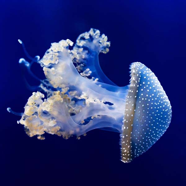 Spotted White Jellyfish will make a perfect background for any fresh or salt water tank or aquarium as well as dry terrariums.