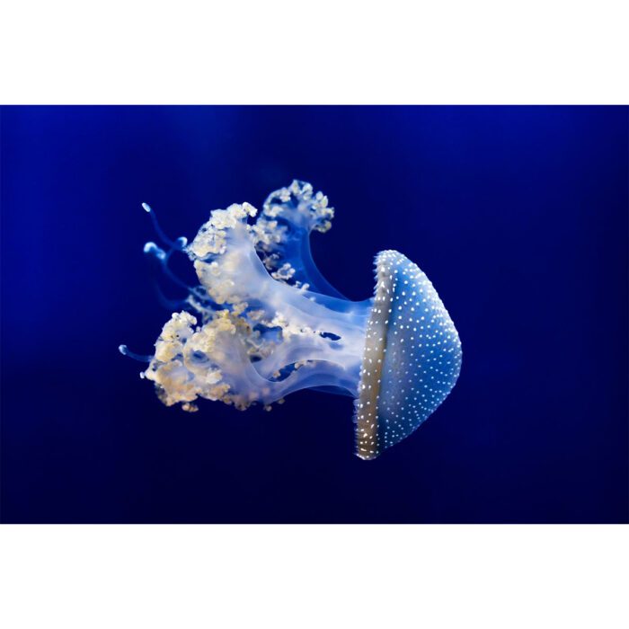 Spotted White Jellyfish will make a perfect background for any fresh or salt water tank or aquarium as well as dry terrariums.