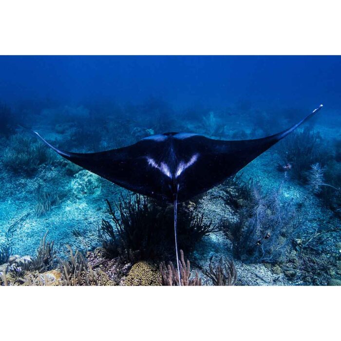 Sting Ray Gliding will make a perfect background for any fresh or salt water tank or aquarium as well as dry terrariums.