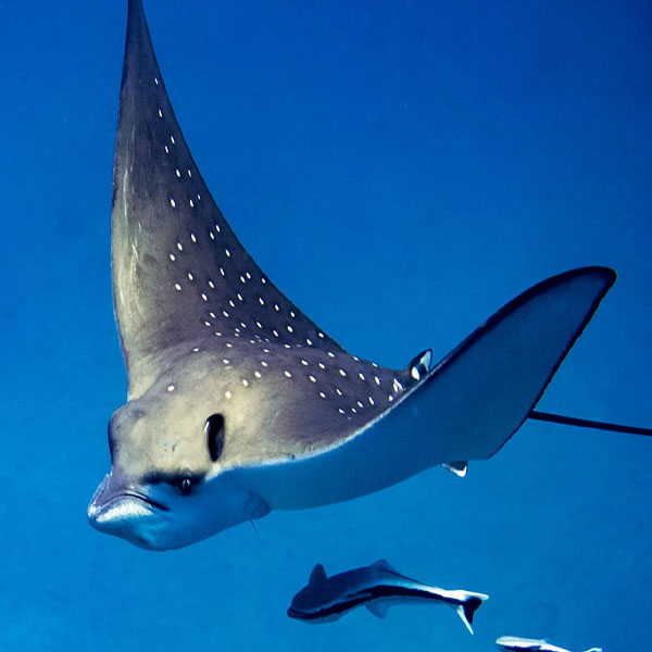 Spotted Stingray Swimming will make a perfect background for any fresh or salt water tank or aquarium as well as dry terrariums.