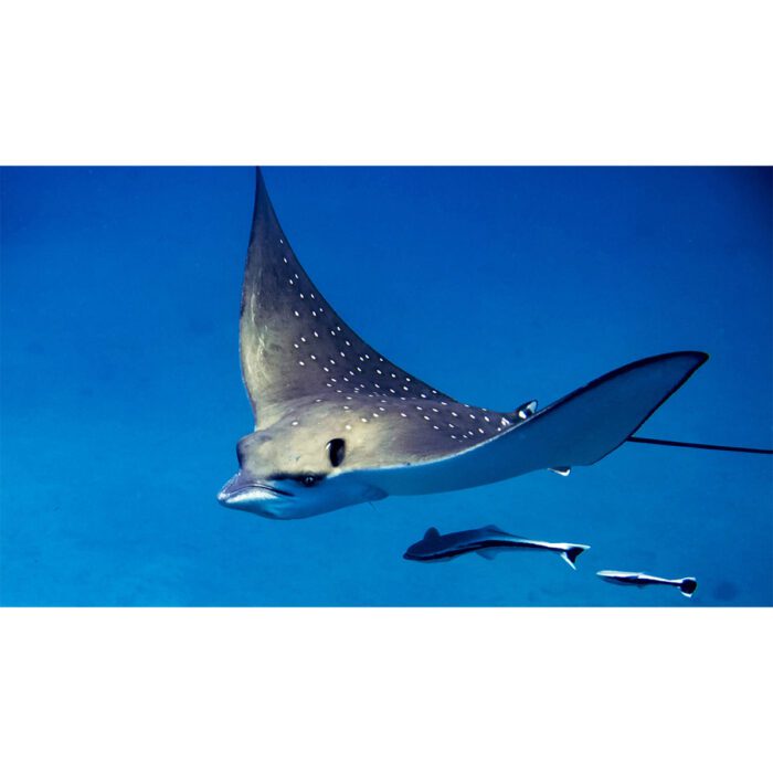 Spotted Stingray Swimming will make a perfect background for any fresh or salt water tank or aquarium as well as dry terrariums.