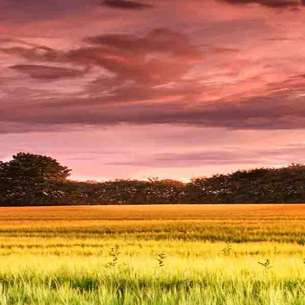 Stunning Sunset Field will make a perfect background for any fresh or salt water tank or aquarium as well as dry terrariums.