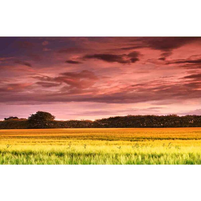 Stunning Sunset Field will make a perfect background for any fresh or salt water tank or aquarium as well as dry terrariums.