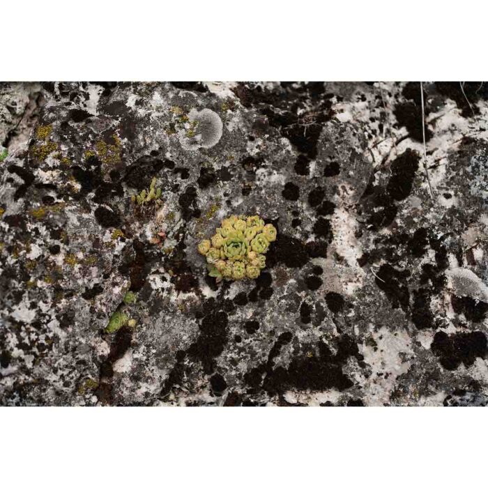 Succulent Rock Plants will make a perfect background for any fresh or salt water tank or aquarium as well as dry terrariums.