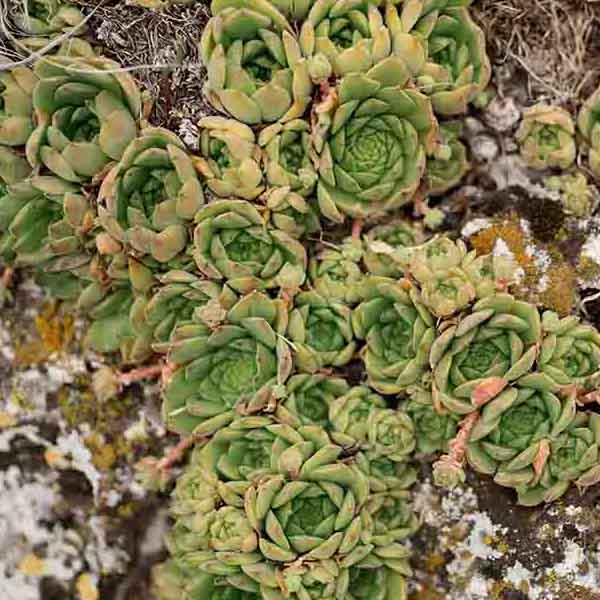 Succulent Rock Plants II will make a perfect background for any fresh or salt water tank or aquarium as well as dry terrariums.