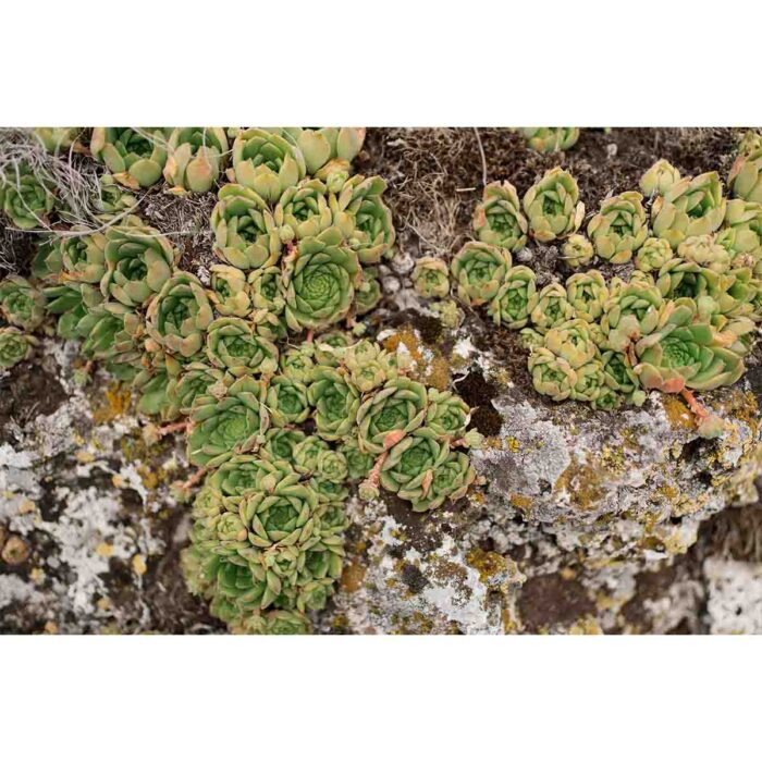 Succulent Rock Plants II will make a perfect background for any fresh or salt water tank or aquarium as well as dry terrariums.