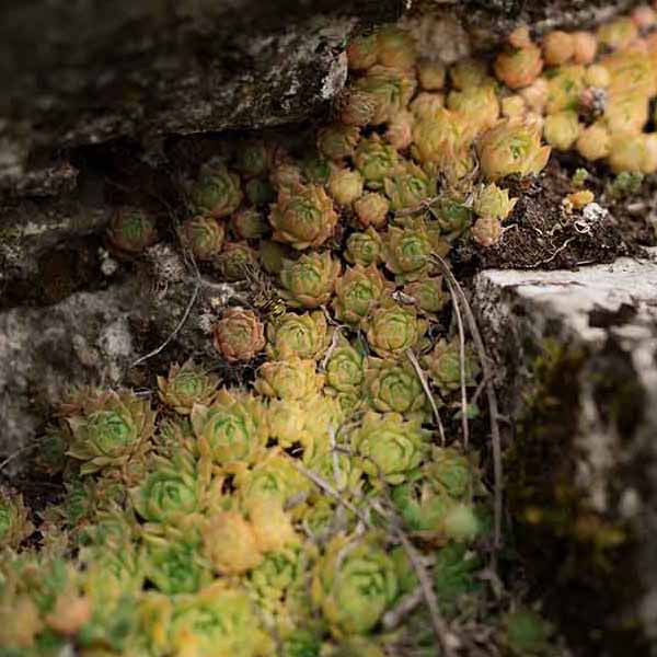 Succulent Rock Plants III will make a perfect background for any fresh or salt water tank or aquarium as well as dry terrariums.