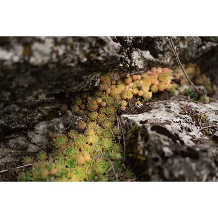 Succulent Rock Plants III will make a perfect background for any fresh or salt water tank or aquarium as well as dry terrariums.