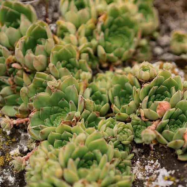 Succulent Rock Plants IV will make a perfect background for any fresh or salt water tank or aquarium as well as dry terrariums.