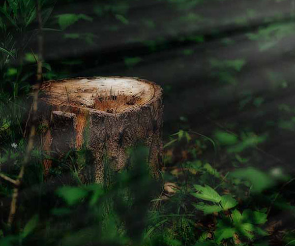 Sunlight Tree Stump will make a perfect background for any fresh or salt water tank or aquarium as well as dry terrariums.