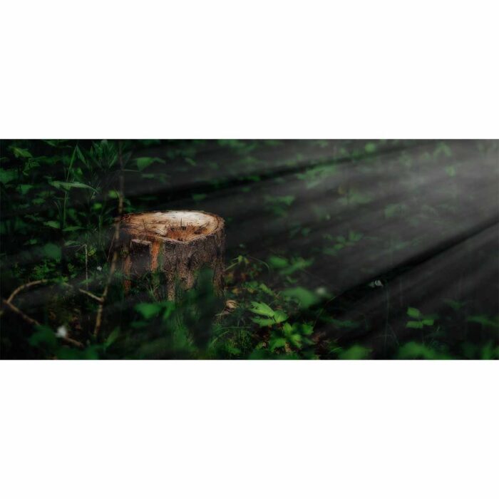 Sunlight Tree Stump will make a perfect background for any fresh or salt water tank or aquarium as well as dry terrariums.