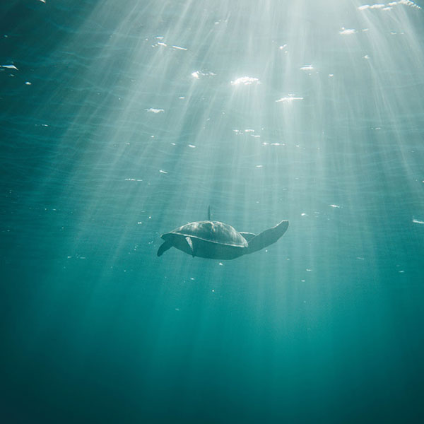 Sunlit Sea Turtle will make a perfect background for any fresh or salt water tank or aquarium as well as dry terrariums.