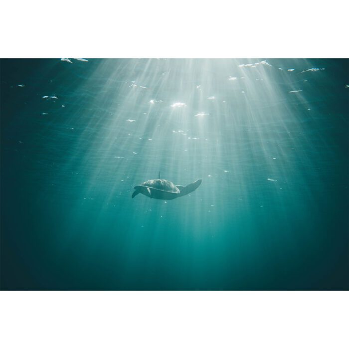 Sunlit Sea Turtle will make a perfect background for any fresh or salt water tank or aquarium as well as dry terrariums.