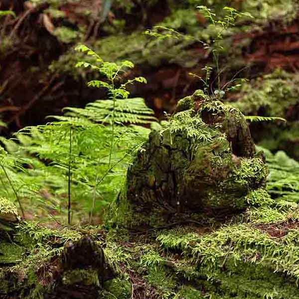 Tree Bark Moss will make a perfect background for any fresh or salt water tank or aquarium as well as dry terrariums.