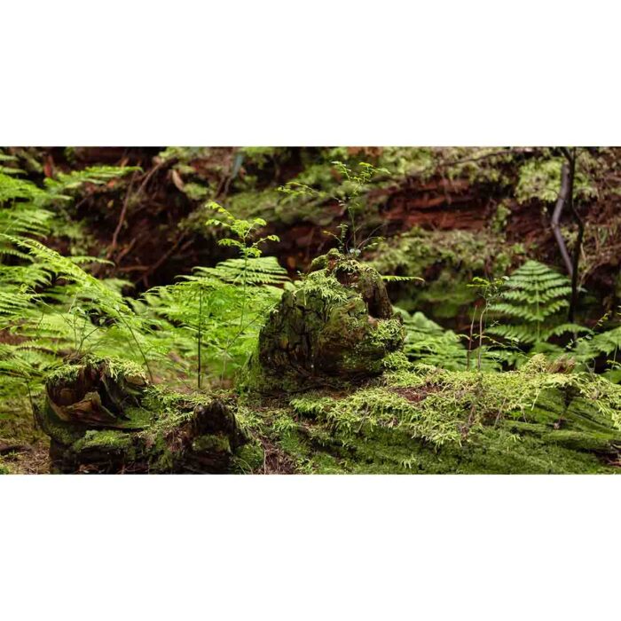 Tree Bark Moss will make a perfect background for any fresh or salt water tank or aquarium as well as dry terrariums.