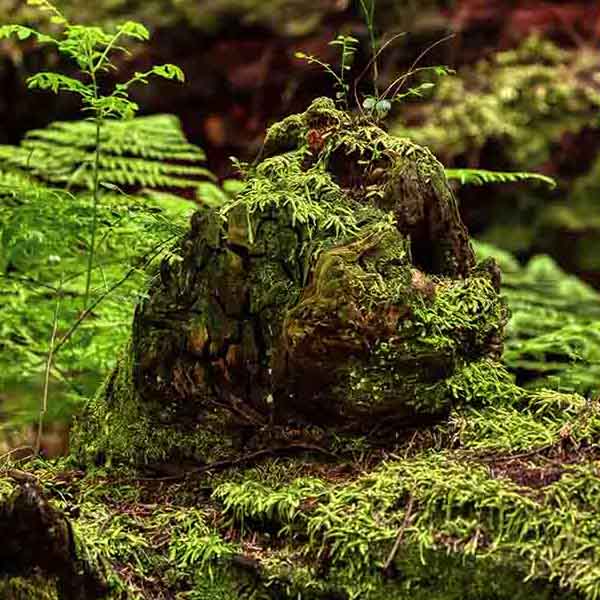 Tree Bark Moss II will make a perfect background for any fresh or salt water tank or aquarium as well as dry terrariums.