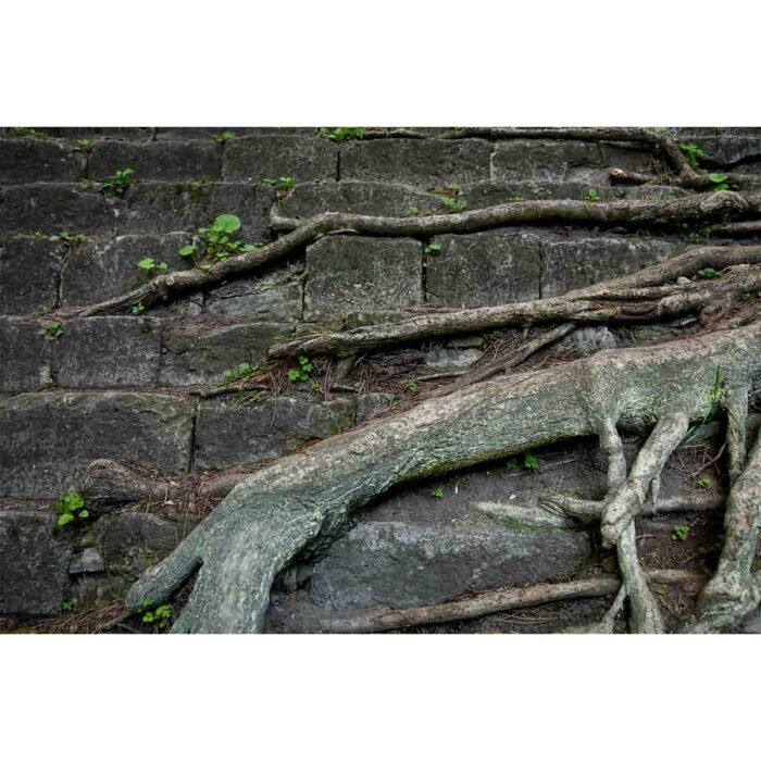 Tree Root Moss will make a perfect background for any fresh or salt water tank or aquarium as well as dry terrariums.