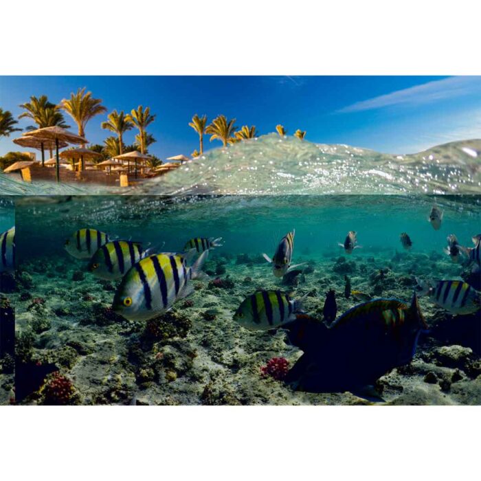 Tropical Reef Scene will make a perfect background for any fresh or salt water tank or aquarium as well as dry terrariums.