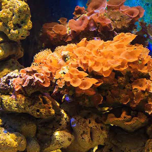 Underwater Coral Reef will make a perfect background for any fresh or salt water tank or aquarium as well as dry terrariums.