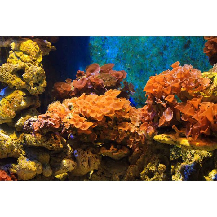 Underwater Coral Reef will make a perfect background for any fresh or salt water tank or aquarium as well as dry terrariums.